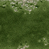 Crocodile Green