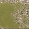 Moss Green